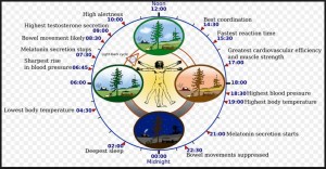 ritmi circaradiali  Marcello Santagata